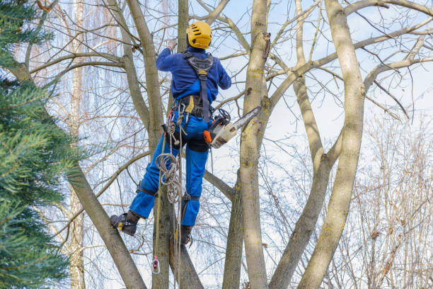 Professional Tree Care Services in Pioneer, OH